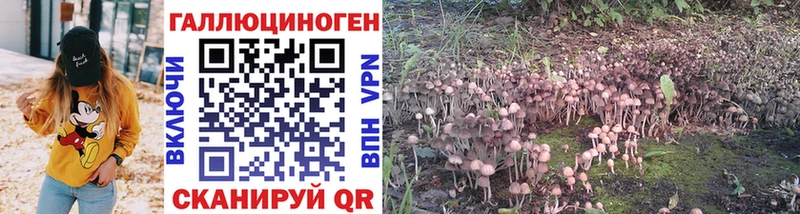 где купить   Оренбург  Галлюциногенные грибы Psilocybe 